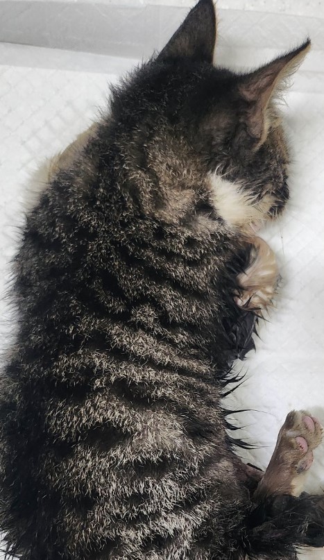 종료(자연사) 한국…